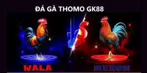 Đá gà Thomo